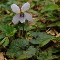 Viola pilosa Blume